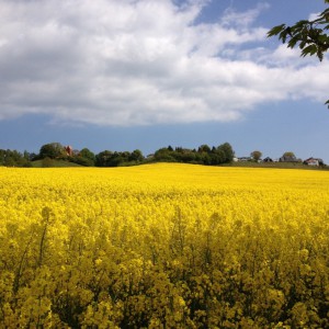 Leuchtende Rapsfelder unterhalb des Kirchberges