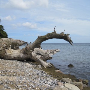 Drachen am Ruegener Strand